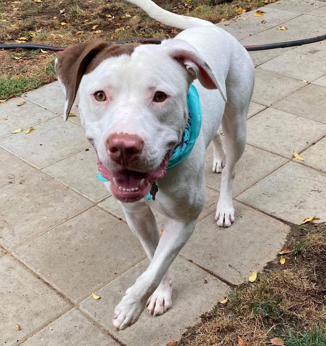 Josh, a Adoptable Pit Bull Terrier in Redlands, CA image 3/3