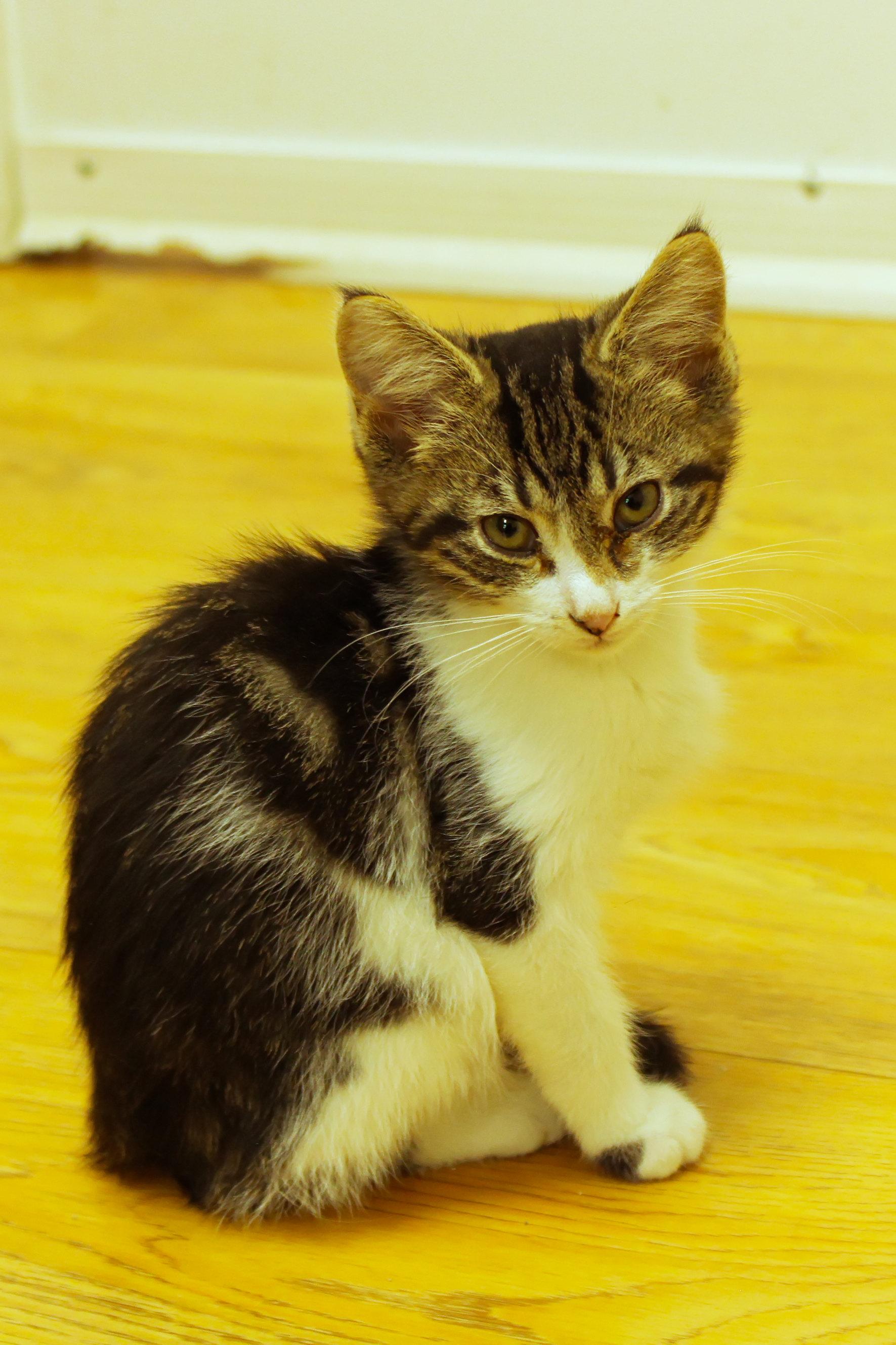 Boomer, an adopted Domestic Short Hair in Urbana, OH image 6/6