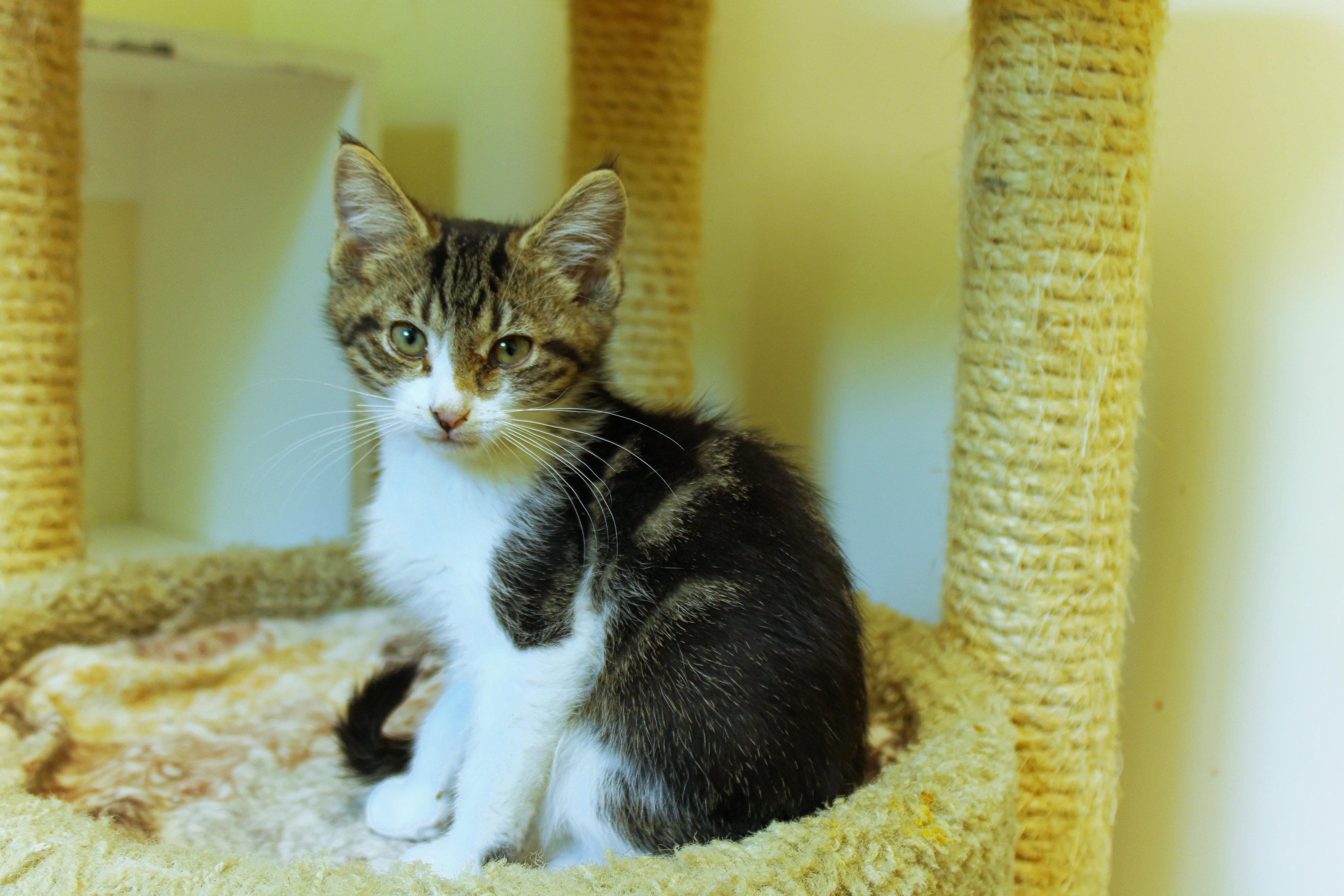 Boomer, adopted, Kitten Male Domestic Short Hair.