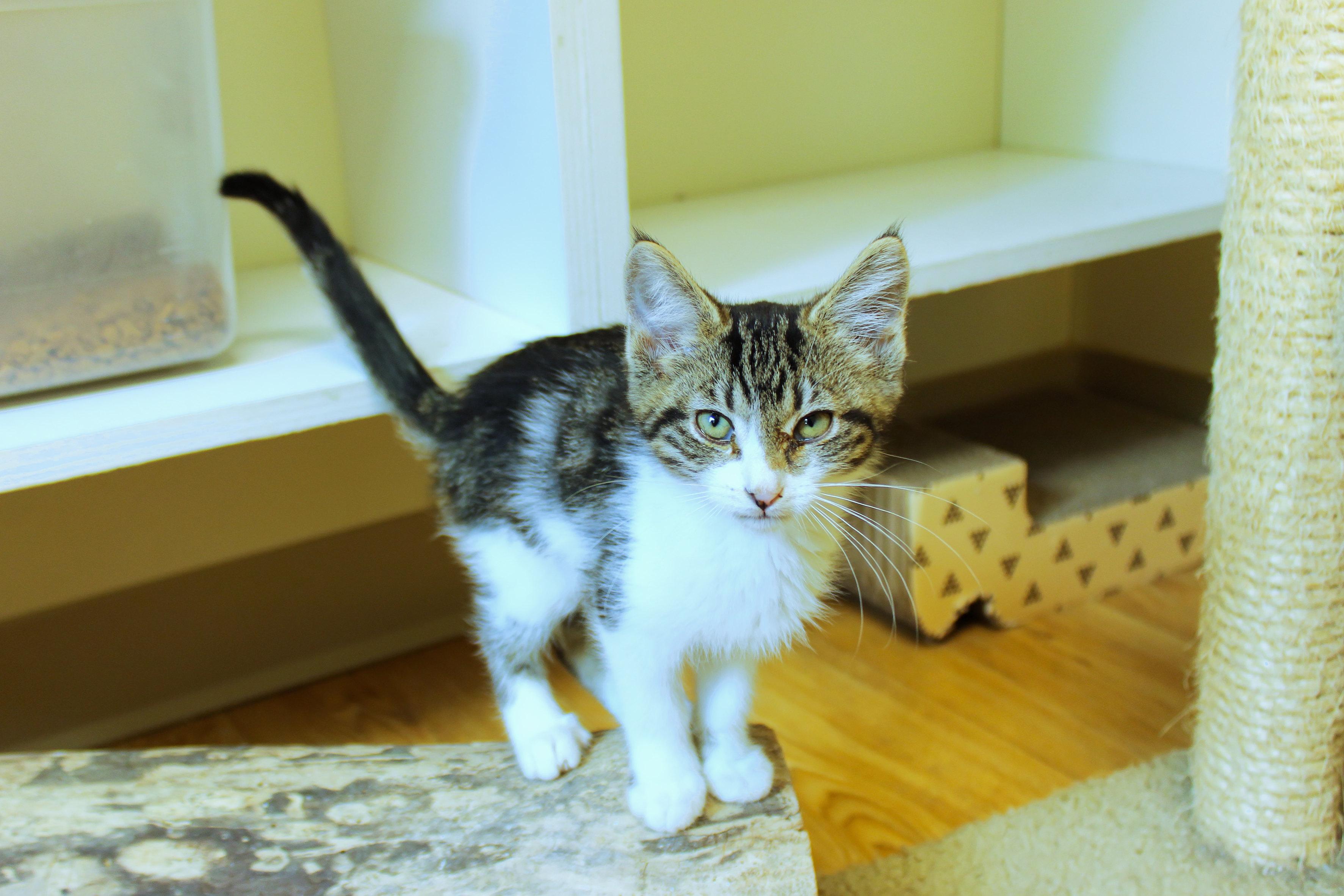 Boomer, an adopted Domestic Short Hair in Urbana, OH image 5/6