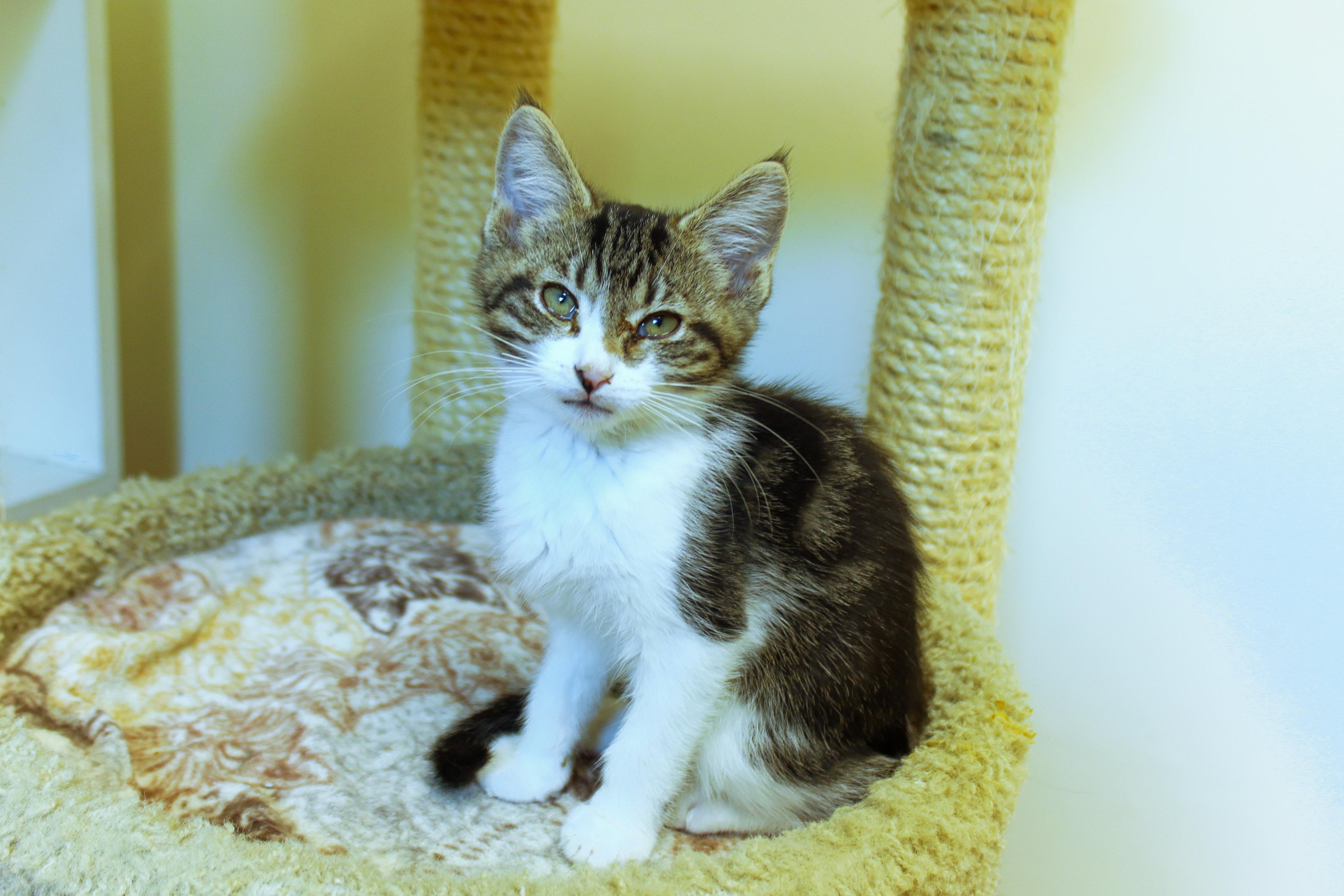 Boomer, an adopted Domestic Short Hair in Urbana, OH image 3/6