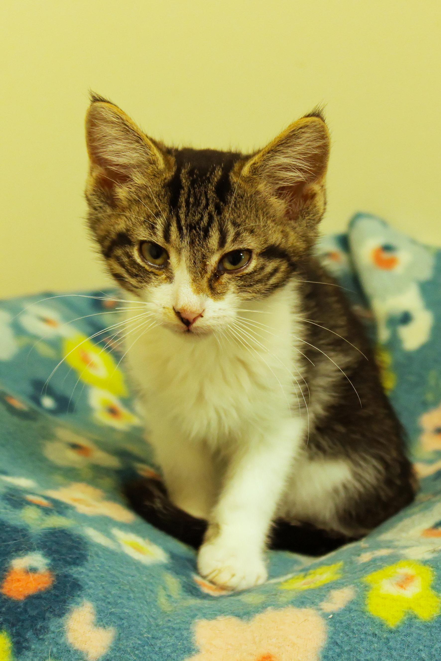 Boomer, an adopted Domestic Short Hair in Urbana, OH image 4/6