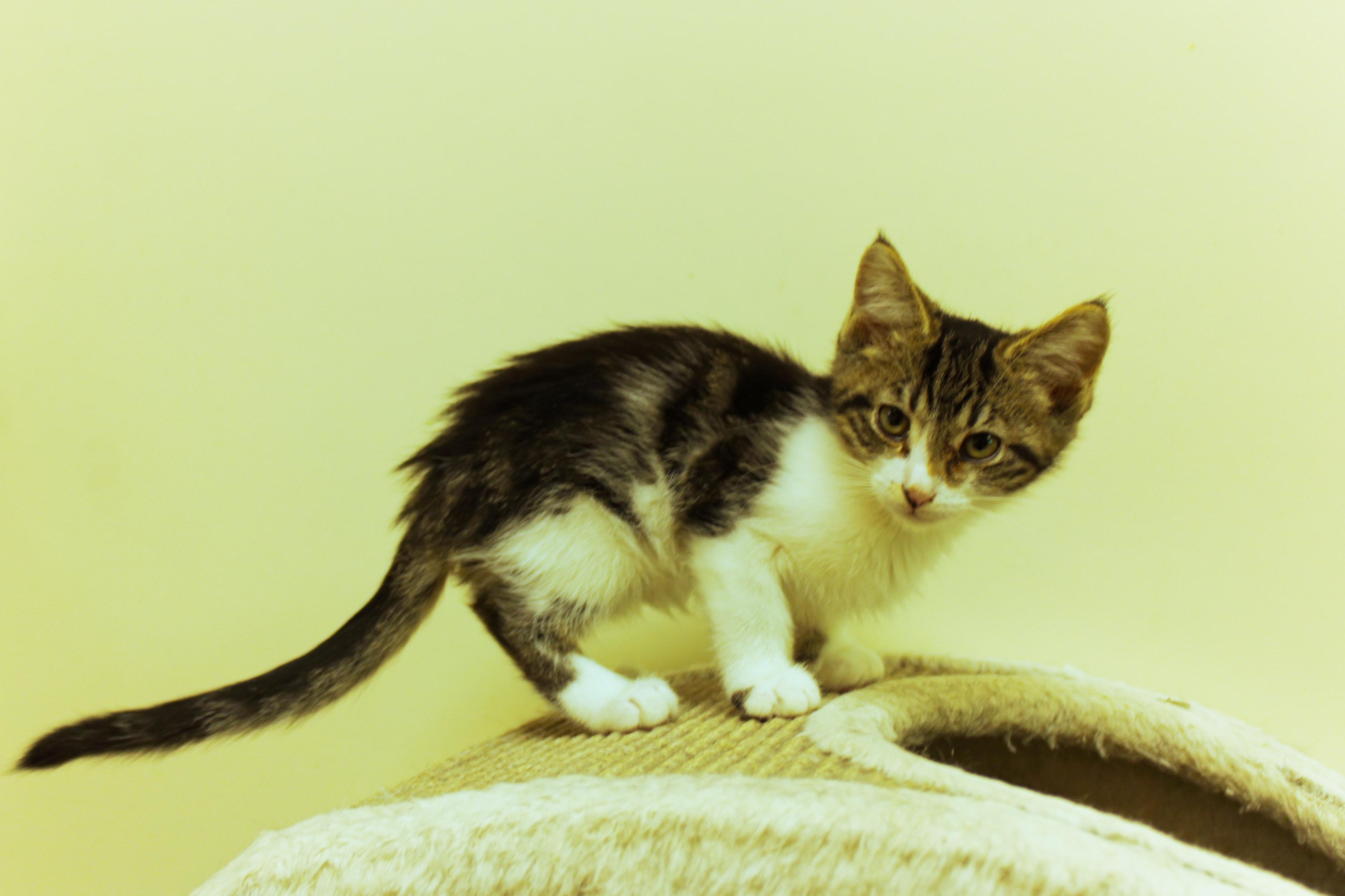 Boomer, an adopted Domestic Short Hair in Urbana, OH image 2/6