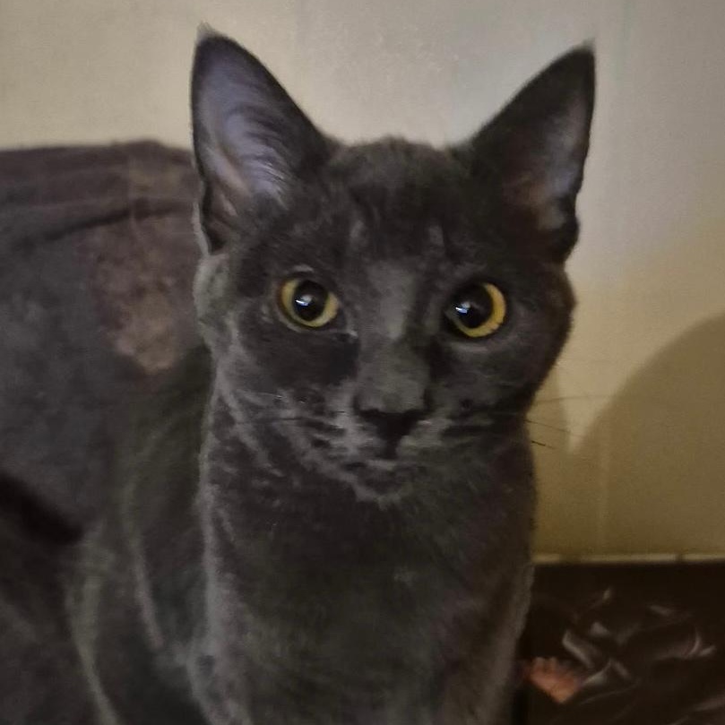 Enlarge IDA, a ADOPTABLE Domestic Short Hair in Gresham, WI image 1/1