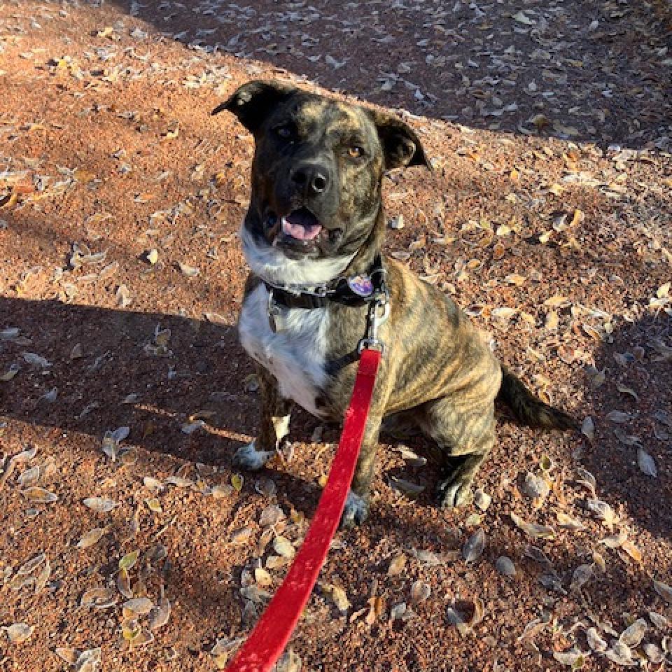 Smokey, Adoptable, Adult Male Mixed Breed.