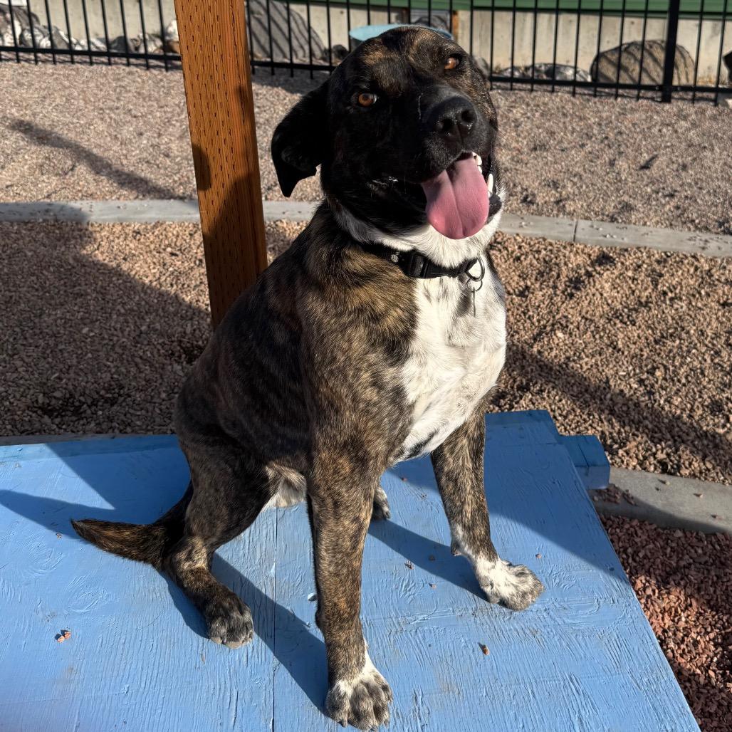 Enlarge Smokey, a Adoptable Mixed Breed in Cedaredge, CO image 4/6