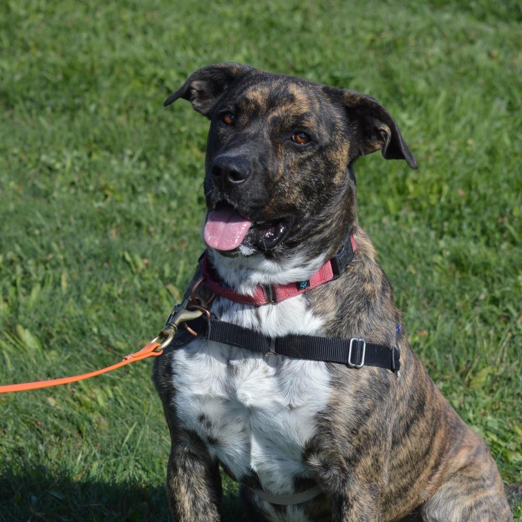 Enlarge Smokey, a Adoptable Mixed Breed in Cedaredge, CO image 5/6