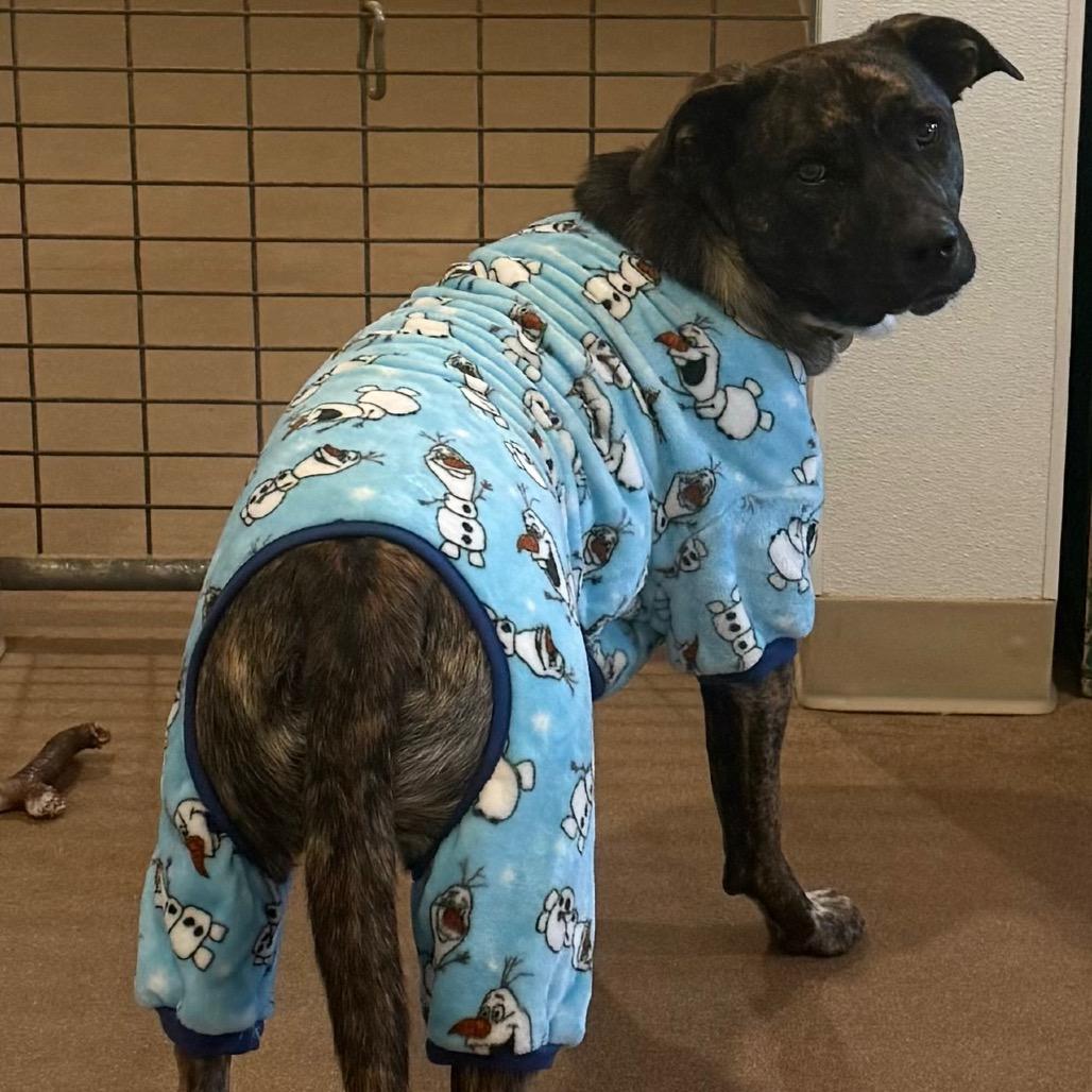 Enlarge Smokey, a Adoptable Mixed Breed in Cedaredge, CO image 6/6