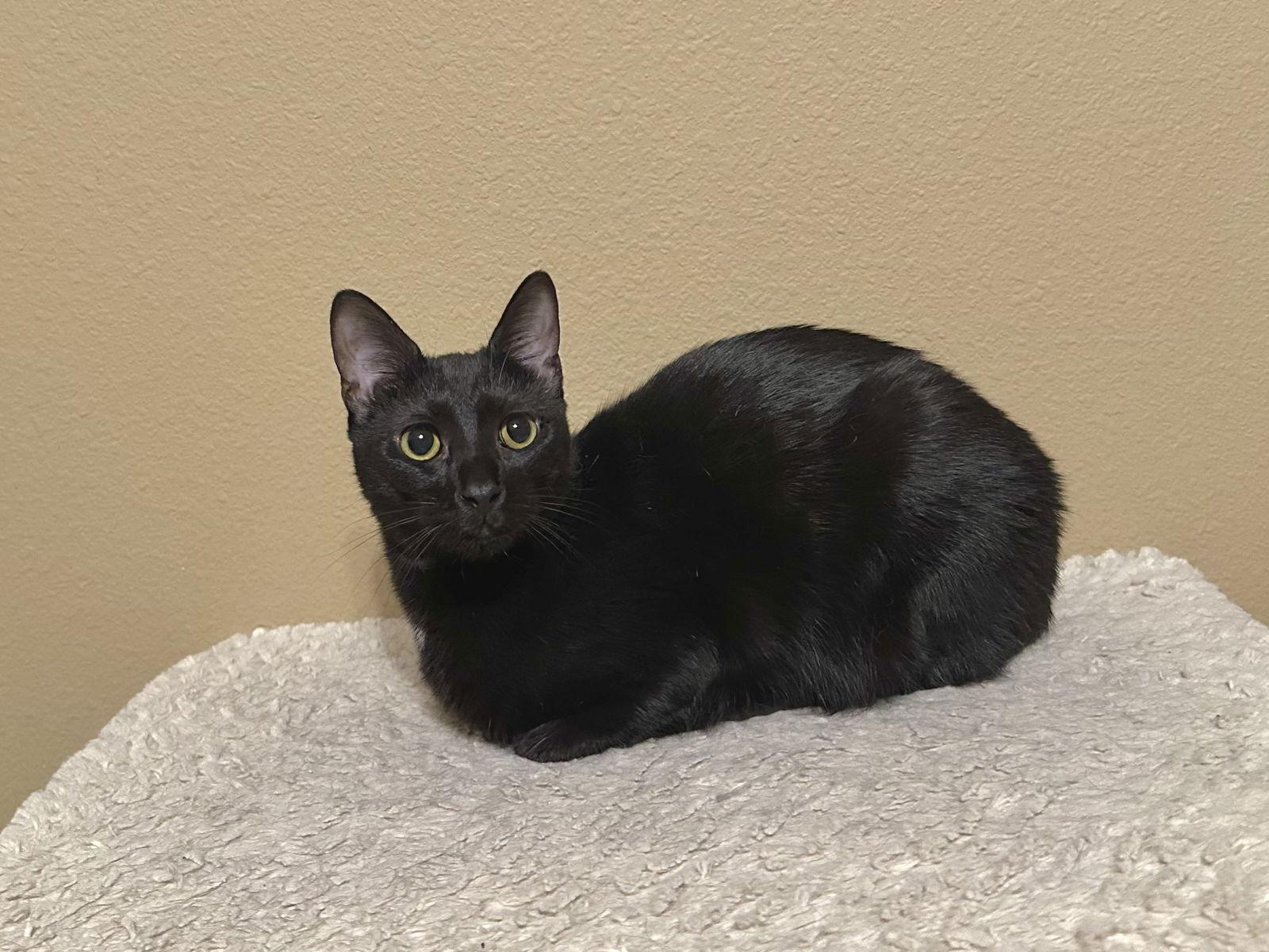 Mimi, a Adoptable Domestic Short Hair in Longwood, FL image 1/2