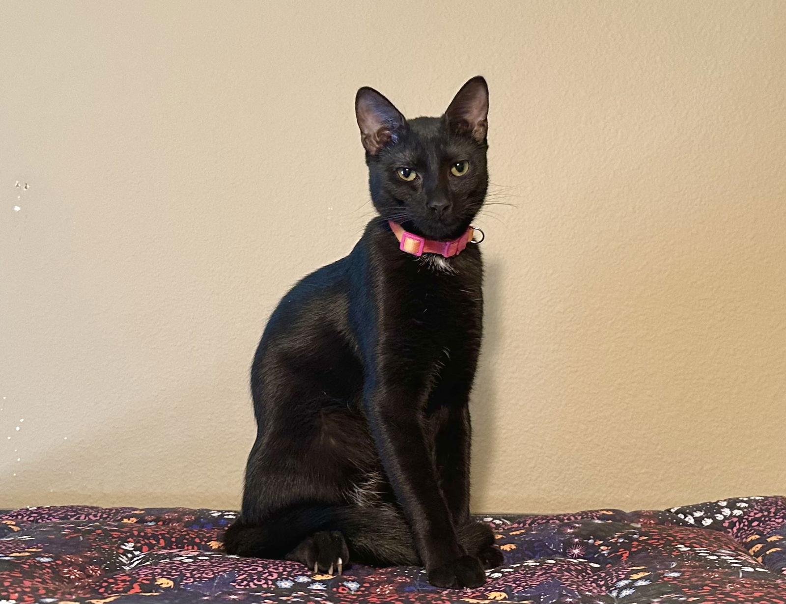Mimi, a Adoptable Domestic Short Hair in Longwood, FL image 2/2