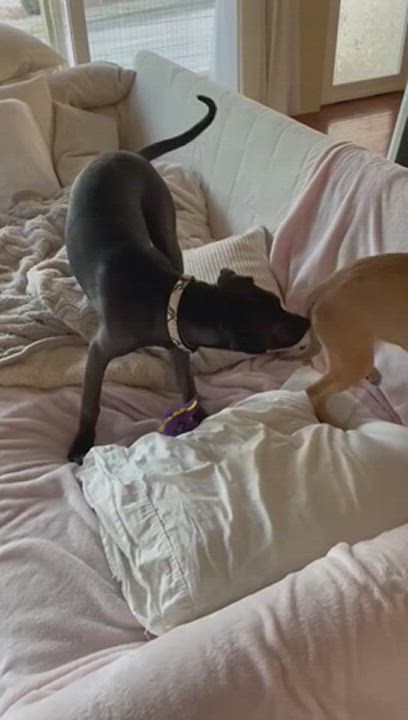 Enlarge Celine, a Adopted mixed breed in Sandwich, MA video 6/11