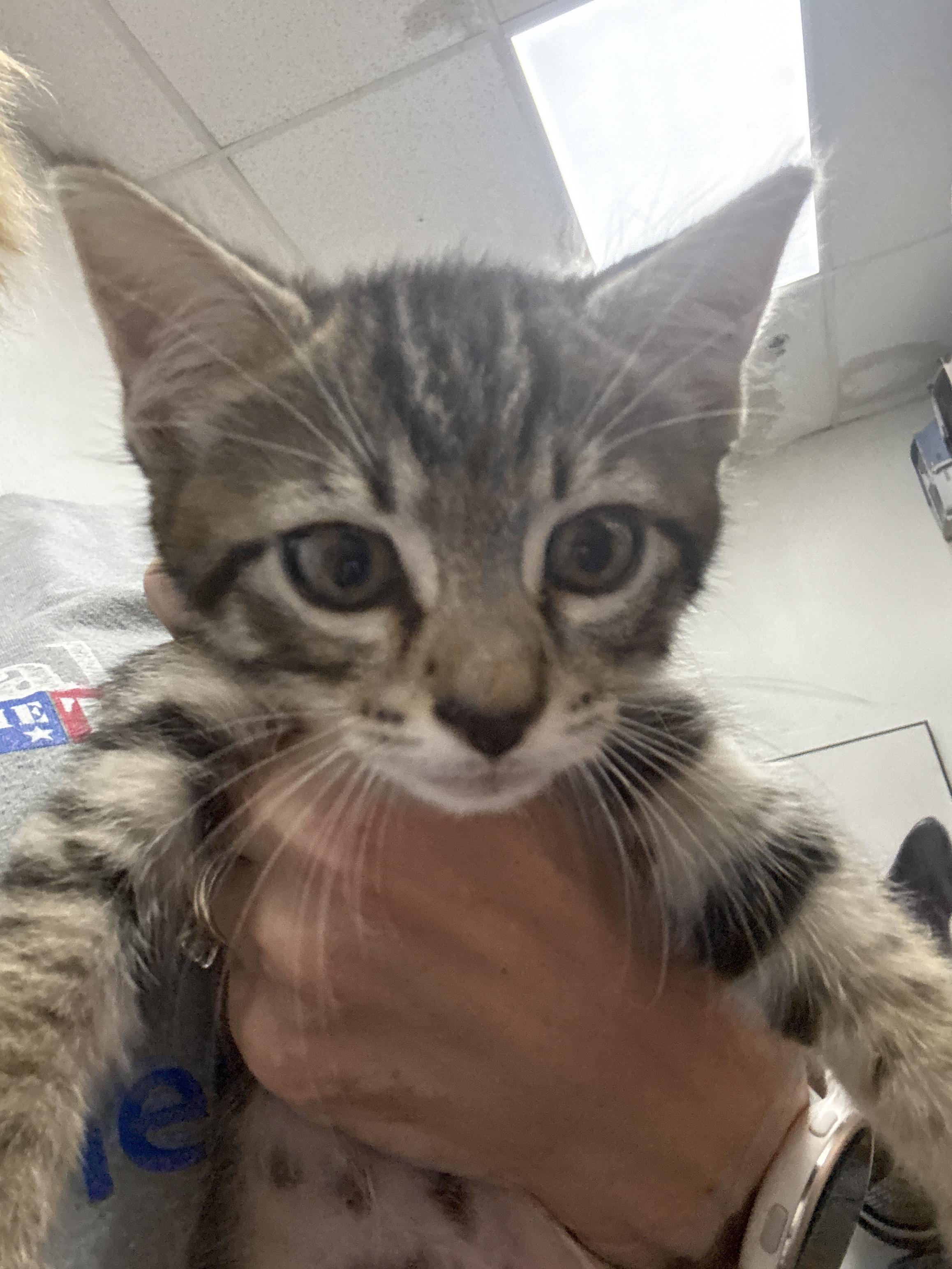 Yamaha, Adoptable, Kitten Male Domestic Short Hair.