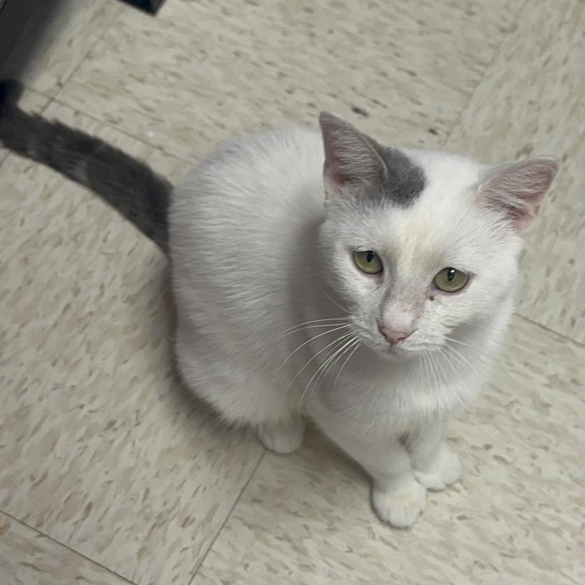 King, Adoptable, Adult Male Domestic Short Hair.