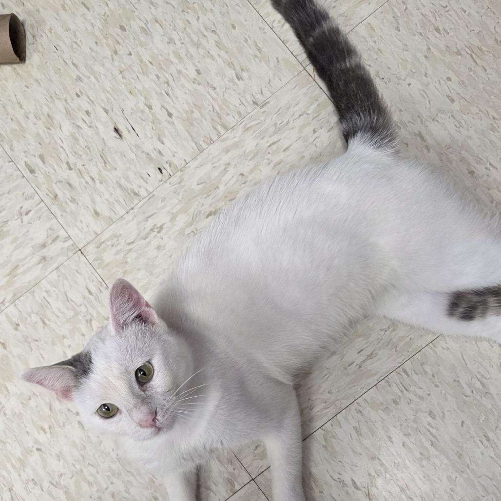 King, a Adoptable Domestic Short Hair in Branson, MO image 2/6
