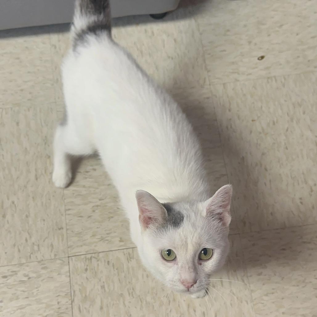 King, a Adoptable Domestic Short Hair in Branson, MO image 3/6