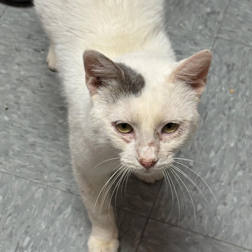 King, Adoptable, Adult Male Domestic Short Hair.