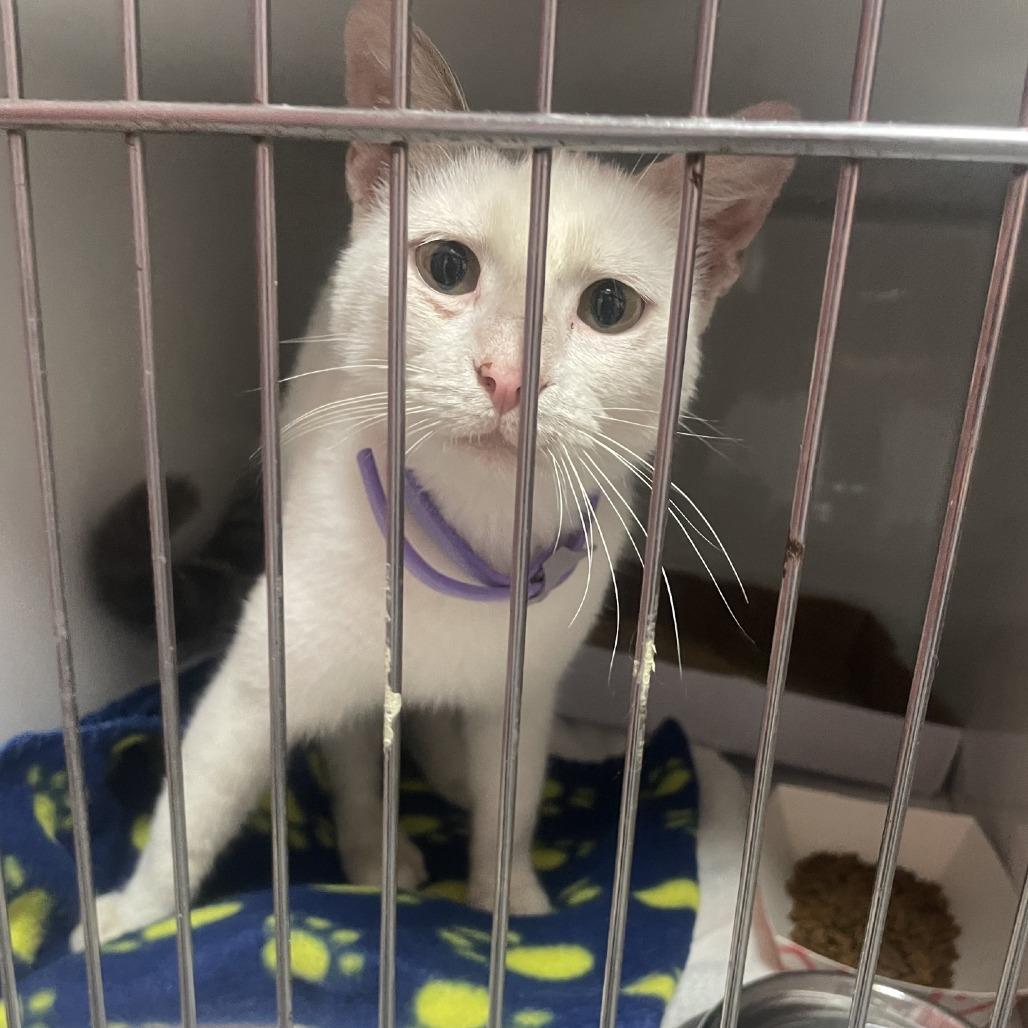 King, a Adoptable Domestic Short Hair in Branson, MO image 2/2