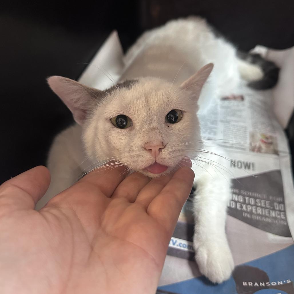 King, a Adoptable Domestic Short Hair in Branson, MO image 6/6