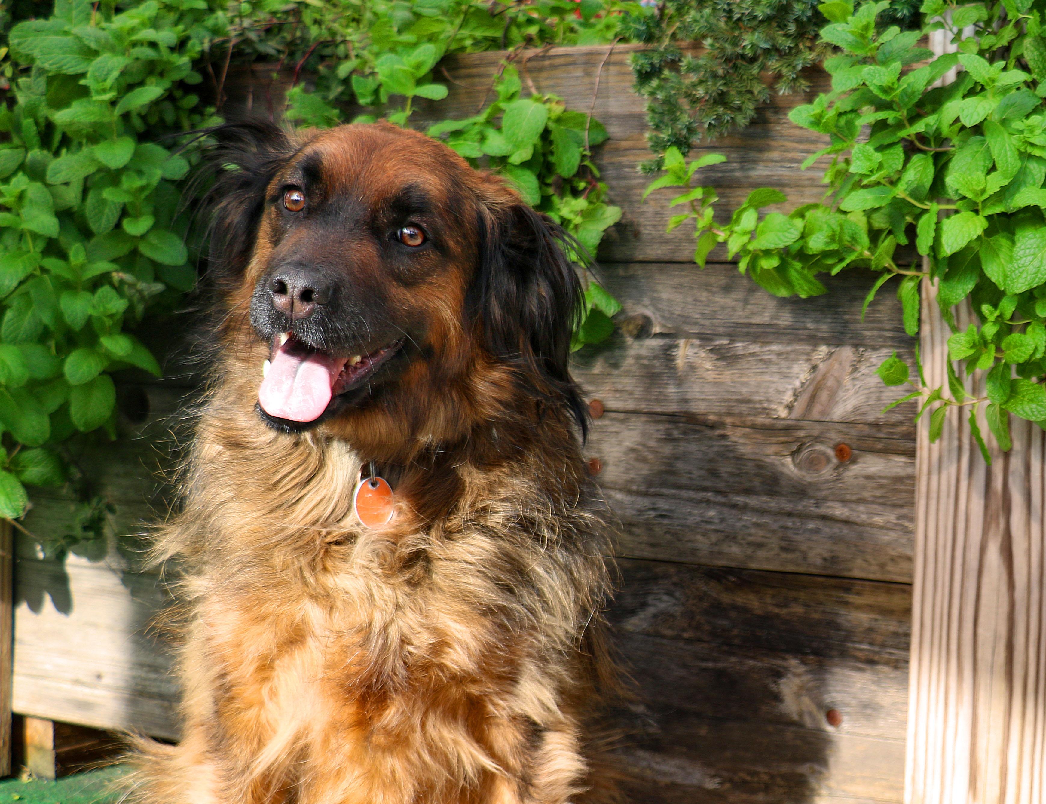 Paddington, a Adoptable mixed breed in Charlotte, NC image 3/6