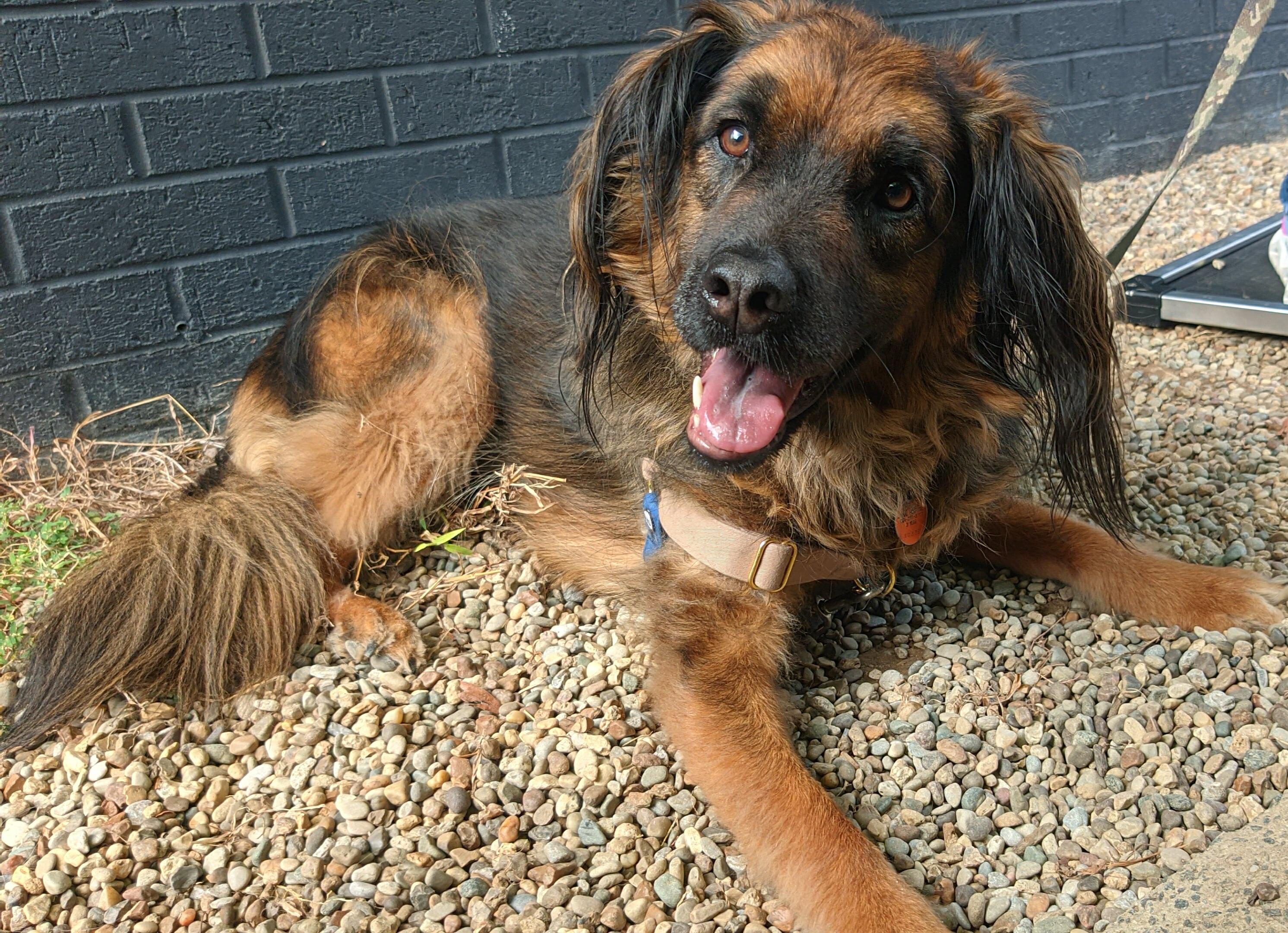 Paddington, an adoptable German Shepherd Dog, Beagle in Charlotte, NC, 28215 | Photo Image 1