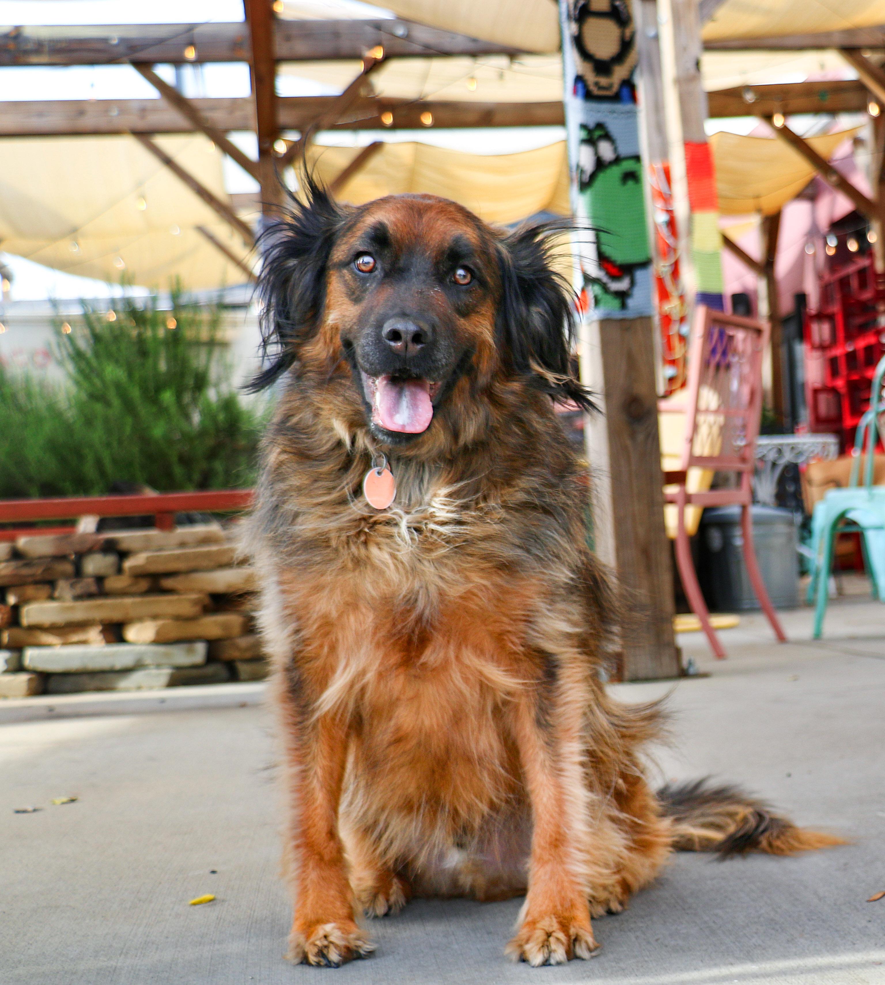 Paddington, a Adoptable mixed breed in Charlotte, NC image 2/6