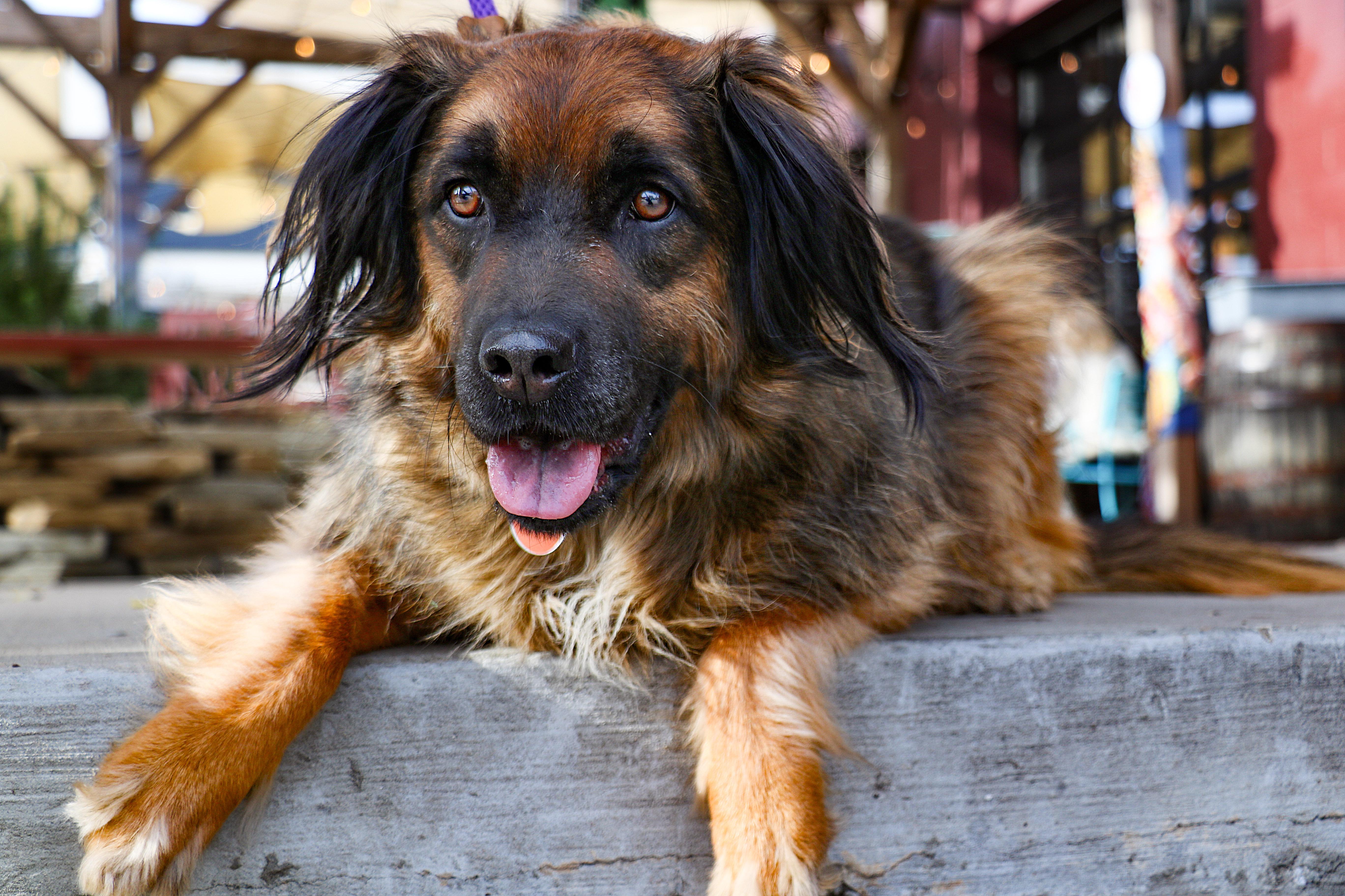 Paddington, a Adoptable mixed breed in Charlotte, NC image 4/6