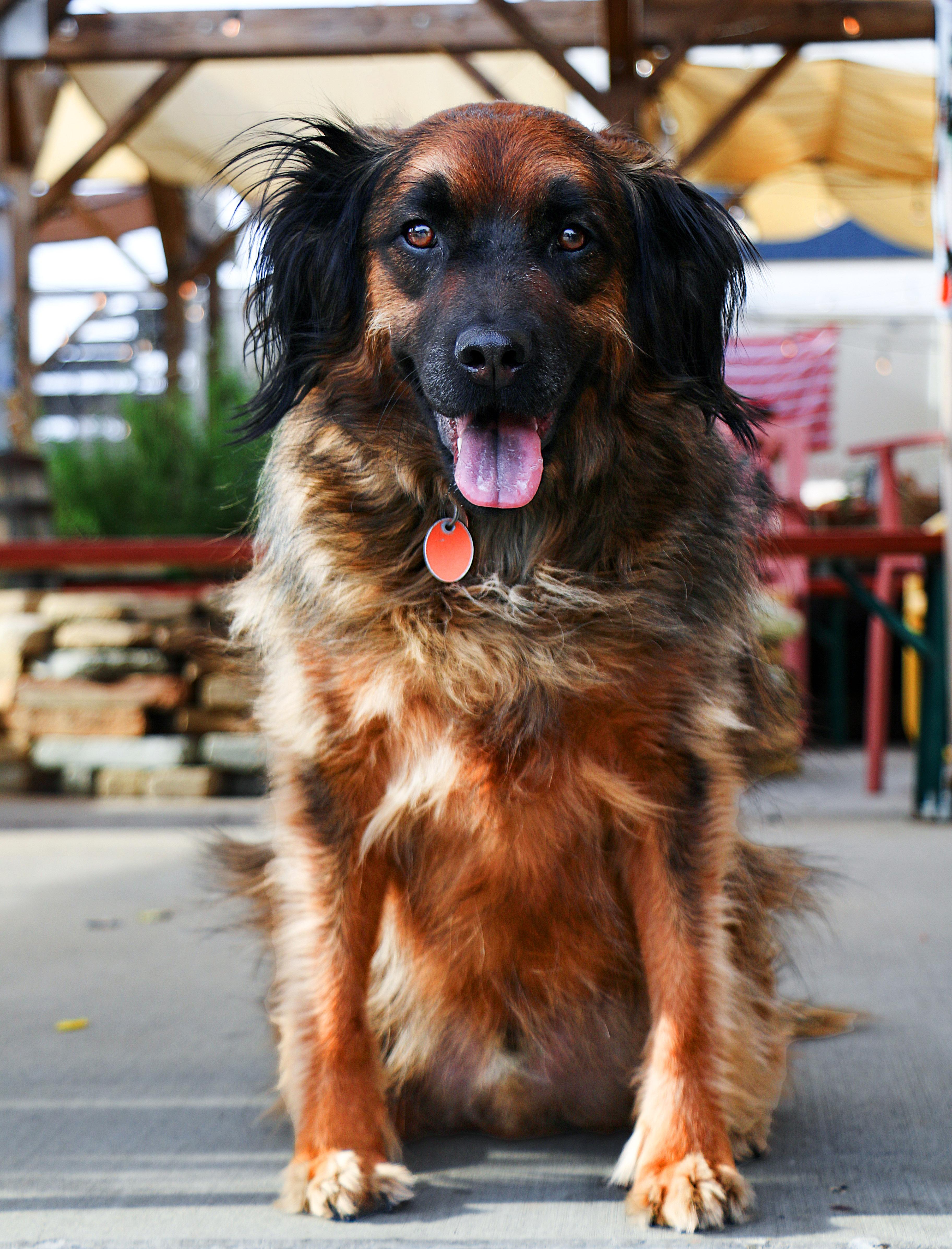 Paddington, a Adoptable mixed breed in Charlotte, NC image 6/6