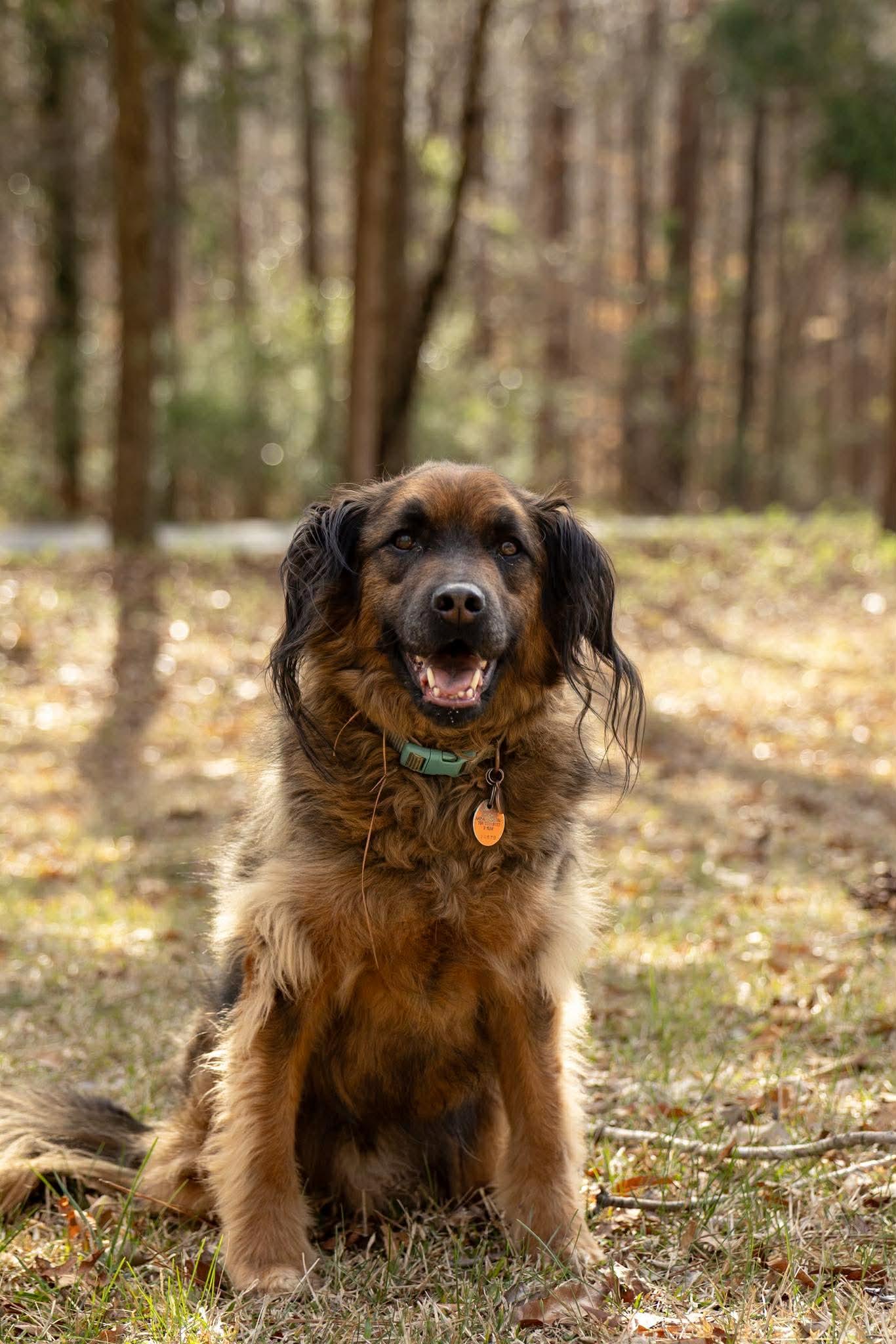 Enlarge Paddington, a Adoptable mixed breed in Charlotte, NC image 1/6