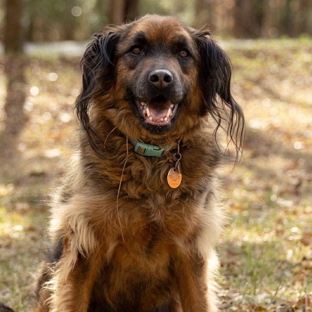 Enlarge Paddington, a Adoptable mixed breed in Charlotte, NC image 1/6