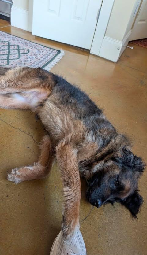 Paddington, a Adoptable mixed breed in Charlotte, NC image 3/6