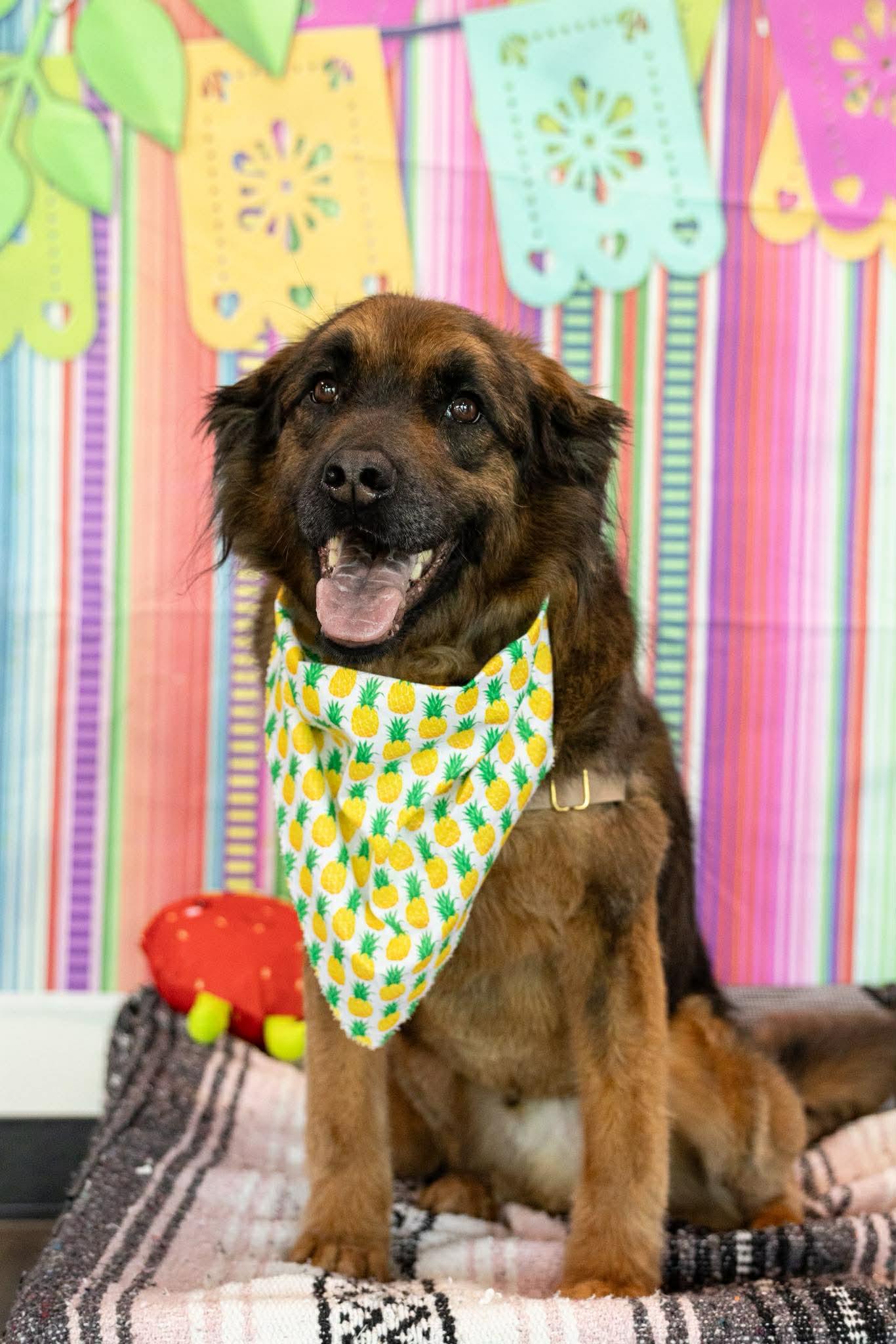 Paddington, Adoptable, Adult Male German Shepherd Dog & Beagle.