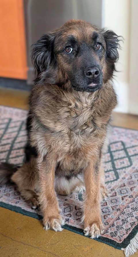 Paddington, Adoptable, Adult Male German Shepherd Dog & Beagle.