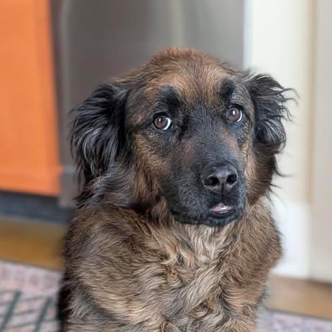 Enlarge Paddington, a Adoptable mixed breed in Charlotte, NC image 2/6