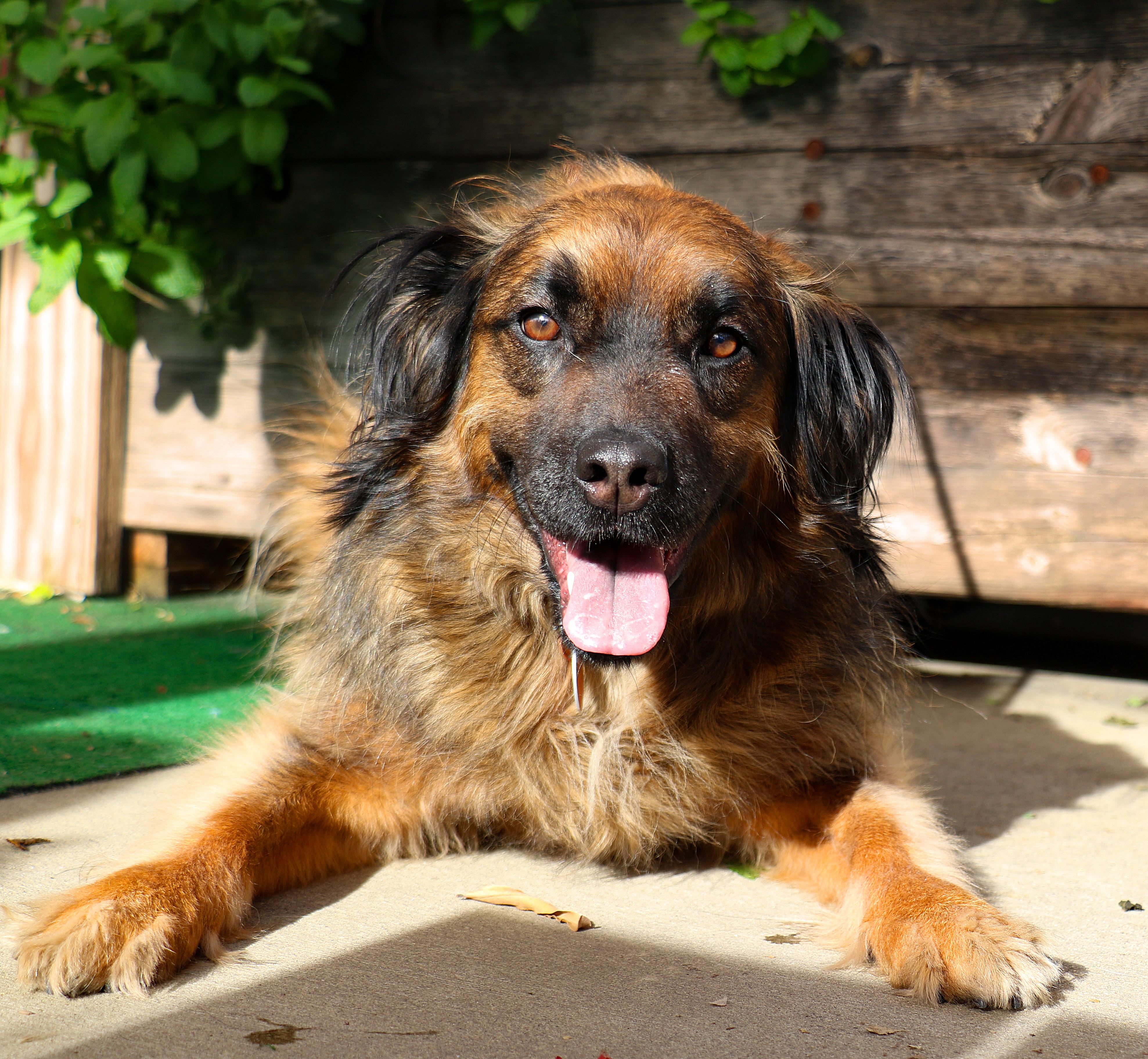 Paddington, a Adoptable mixed breed in Charlotte, NC image 5/6