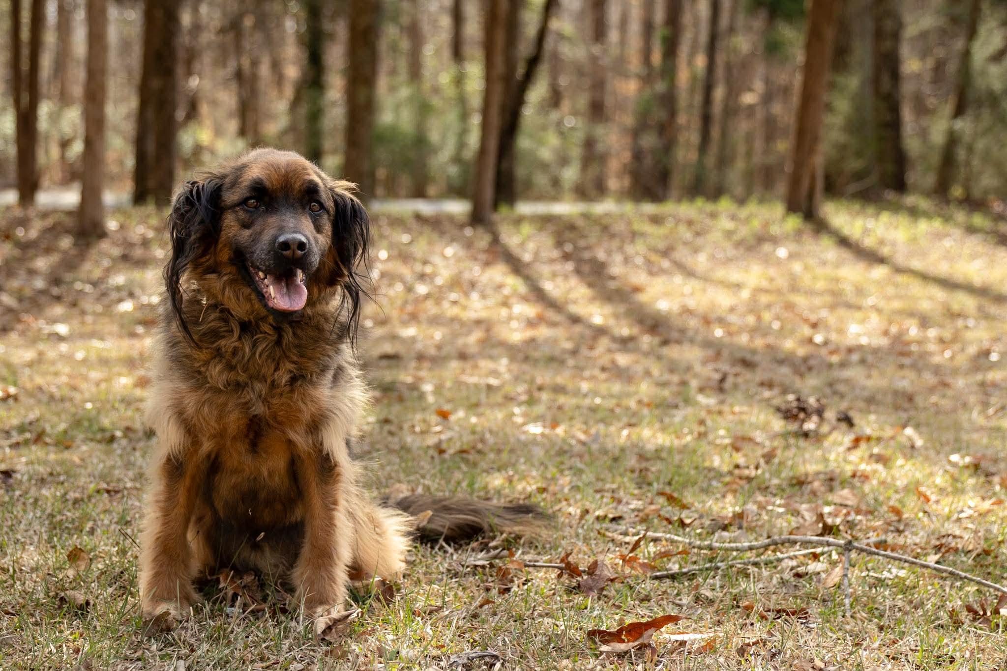 Enlarge Paddington, a Adoptable mixed breed in Charlotte, NC image 2/6