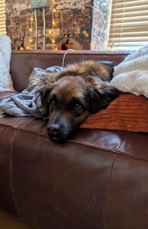 Paddington, Adoptable, Adult Male German Shepherd Dog & Beagle.