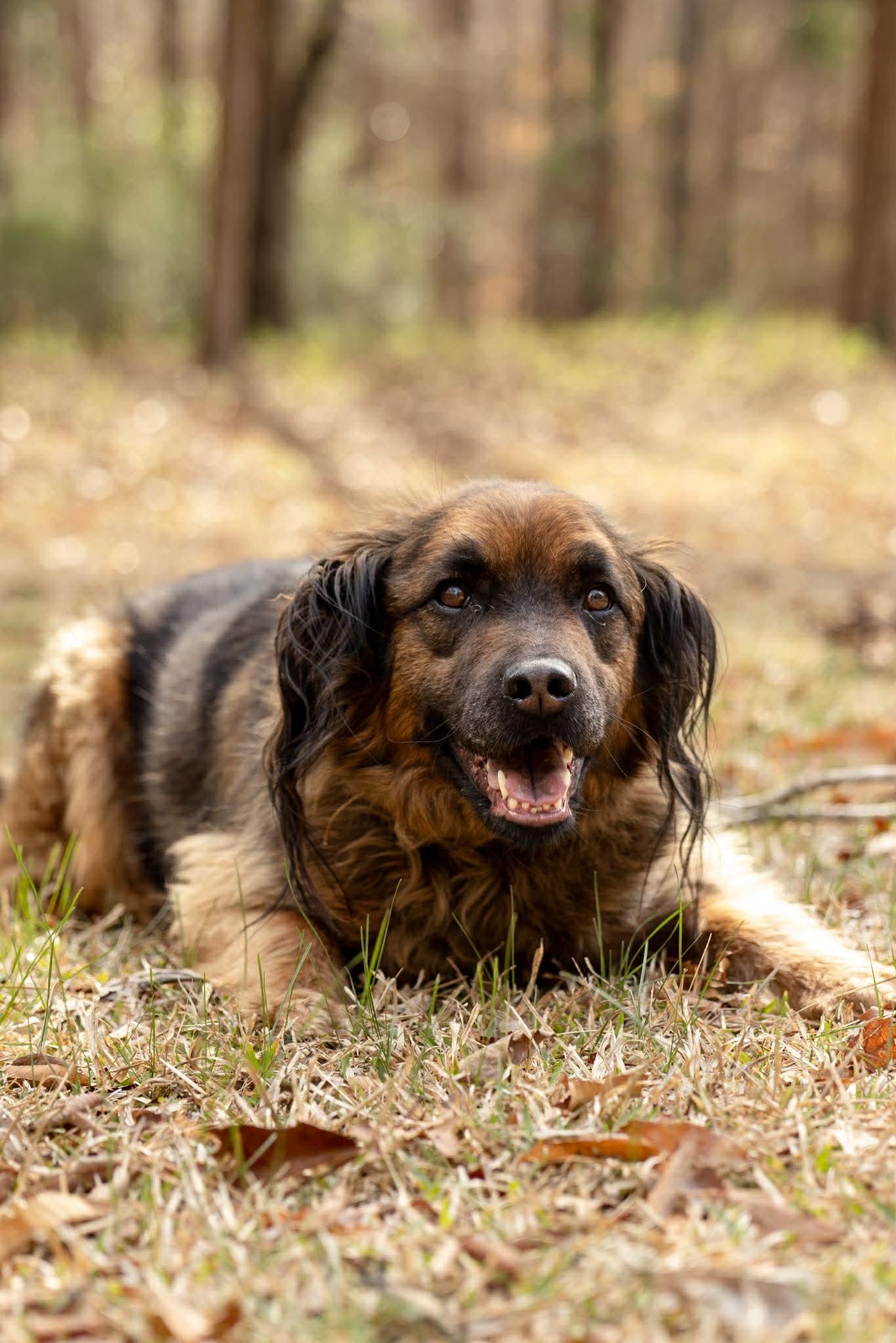 Enlarge Paddington, a Adoptable mixed breed in Charlotte, NC image 3/6