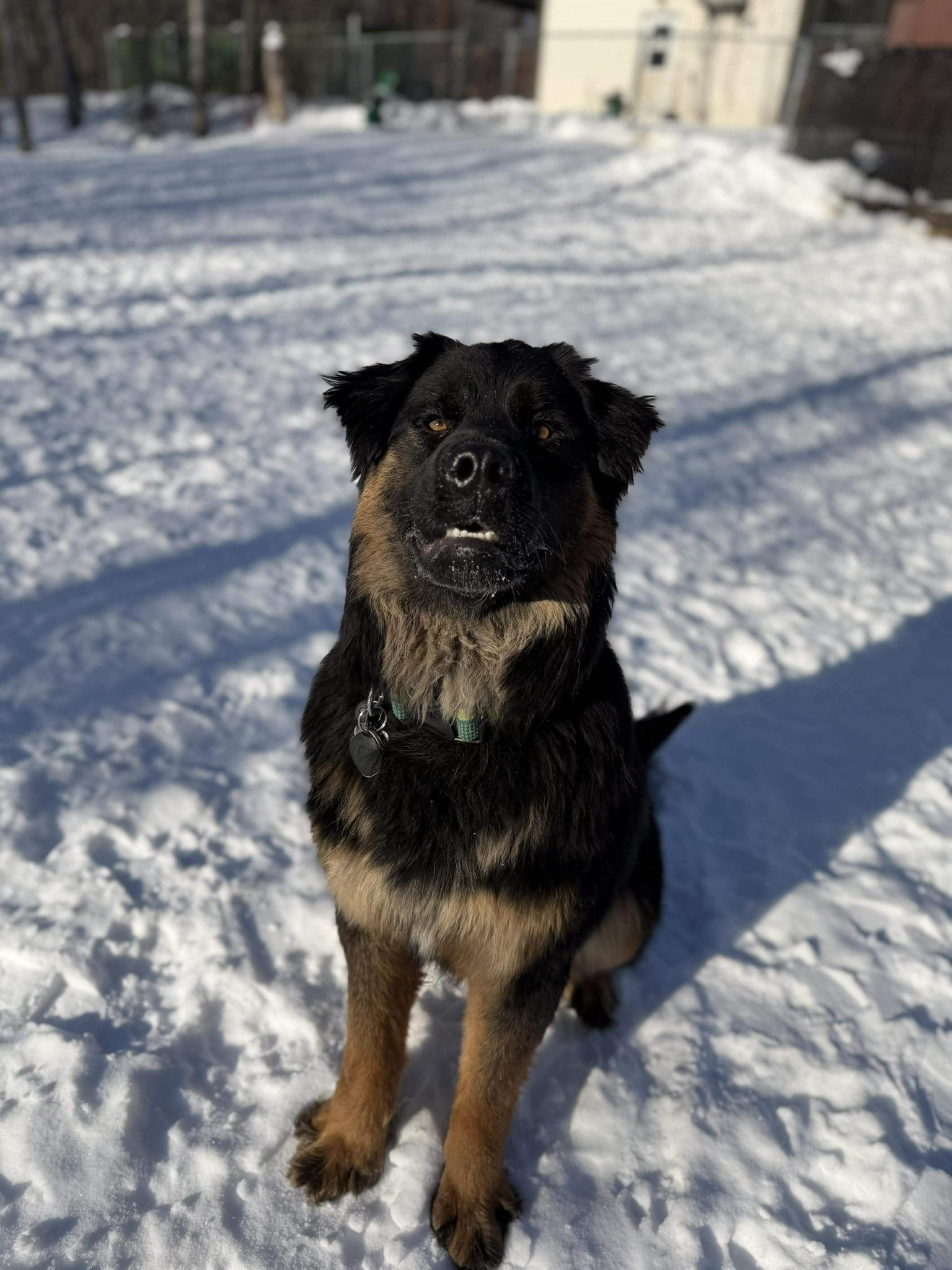 Enlarge Salem 26-021, a ADOPTABLE mixed breed in Westmeath, ON image 1/1