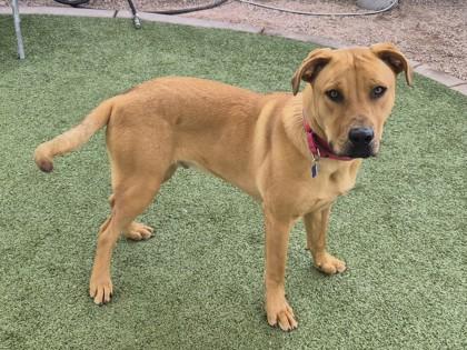 Tide, Adoptable, Young Male Labrador Retriever & Mixed Breed.
