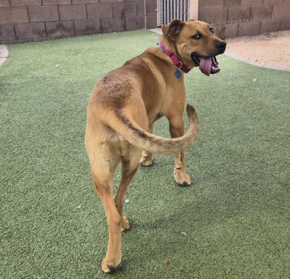 Enlarge Tide, a Adoptable mixed breed in Phoenix, AZ image 2/3