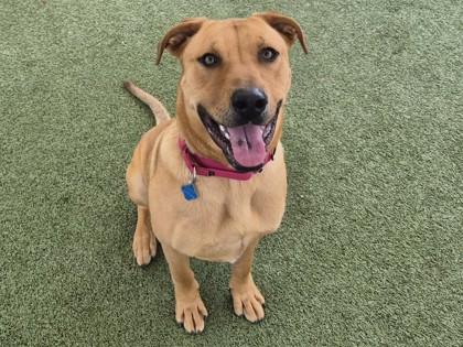 Enlarge Tide, a Adoptable mixed breed in Phoenix, AZ image 3/3