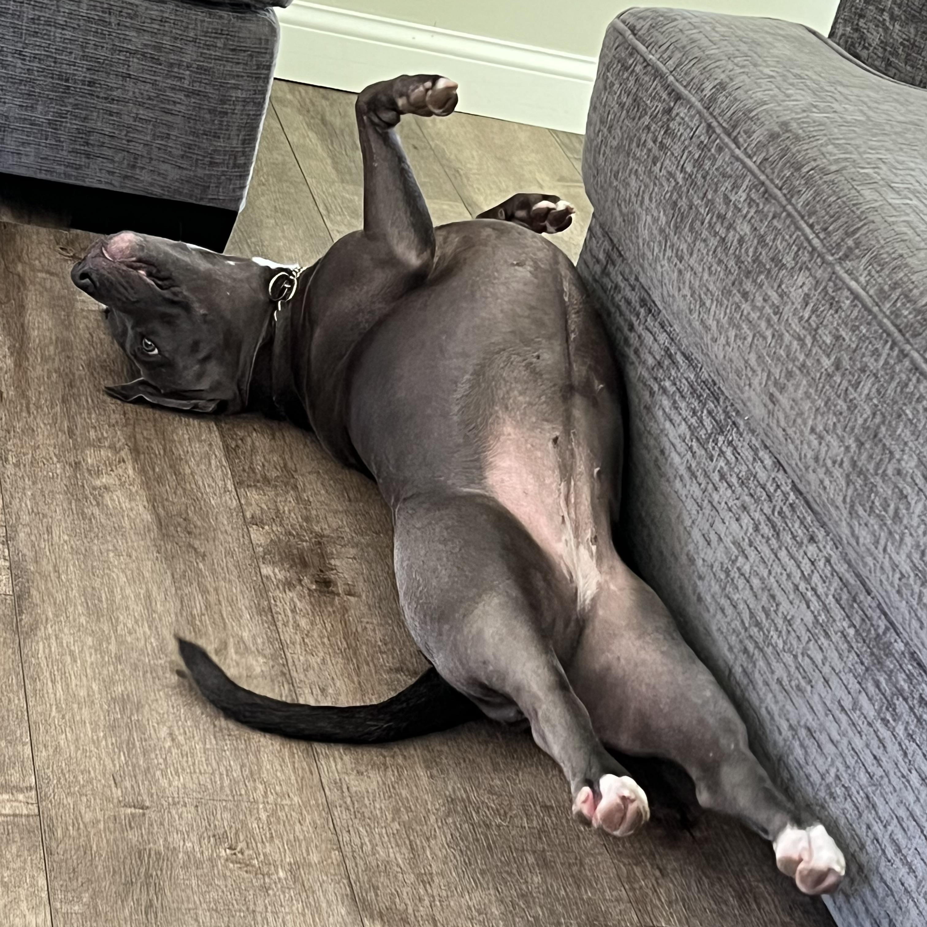 Ruby, a Adoptable mixed breed in Suffield, CT image 2/6