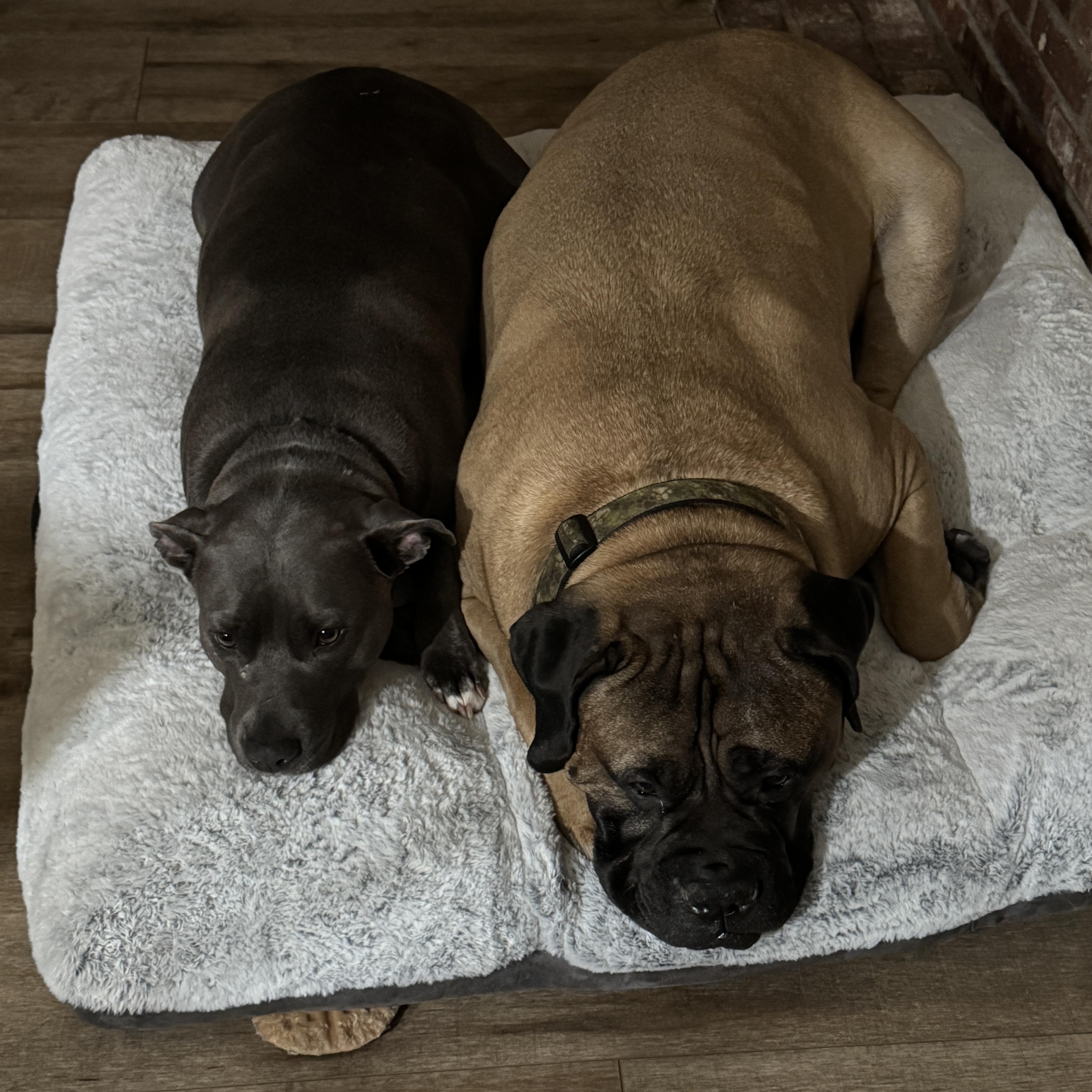 Ruby, a Adoptable mixed breed in Suffield, CT image 4/6