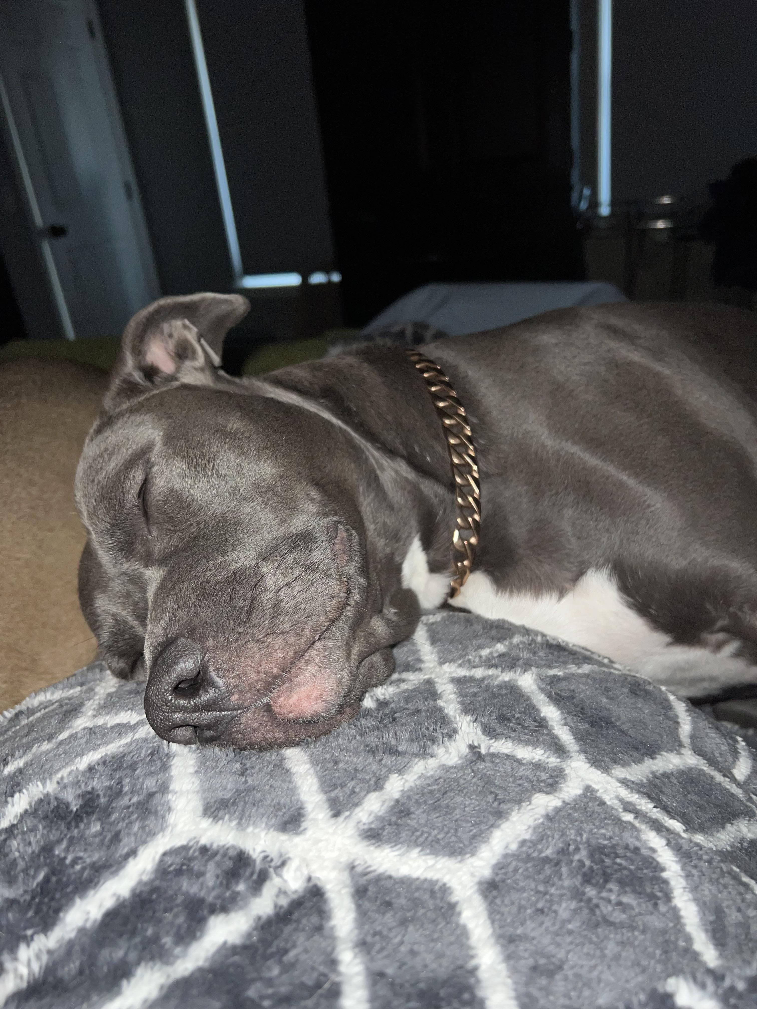 Ruby, a Adoptable mixed breed in Suffield, CT image 6/6