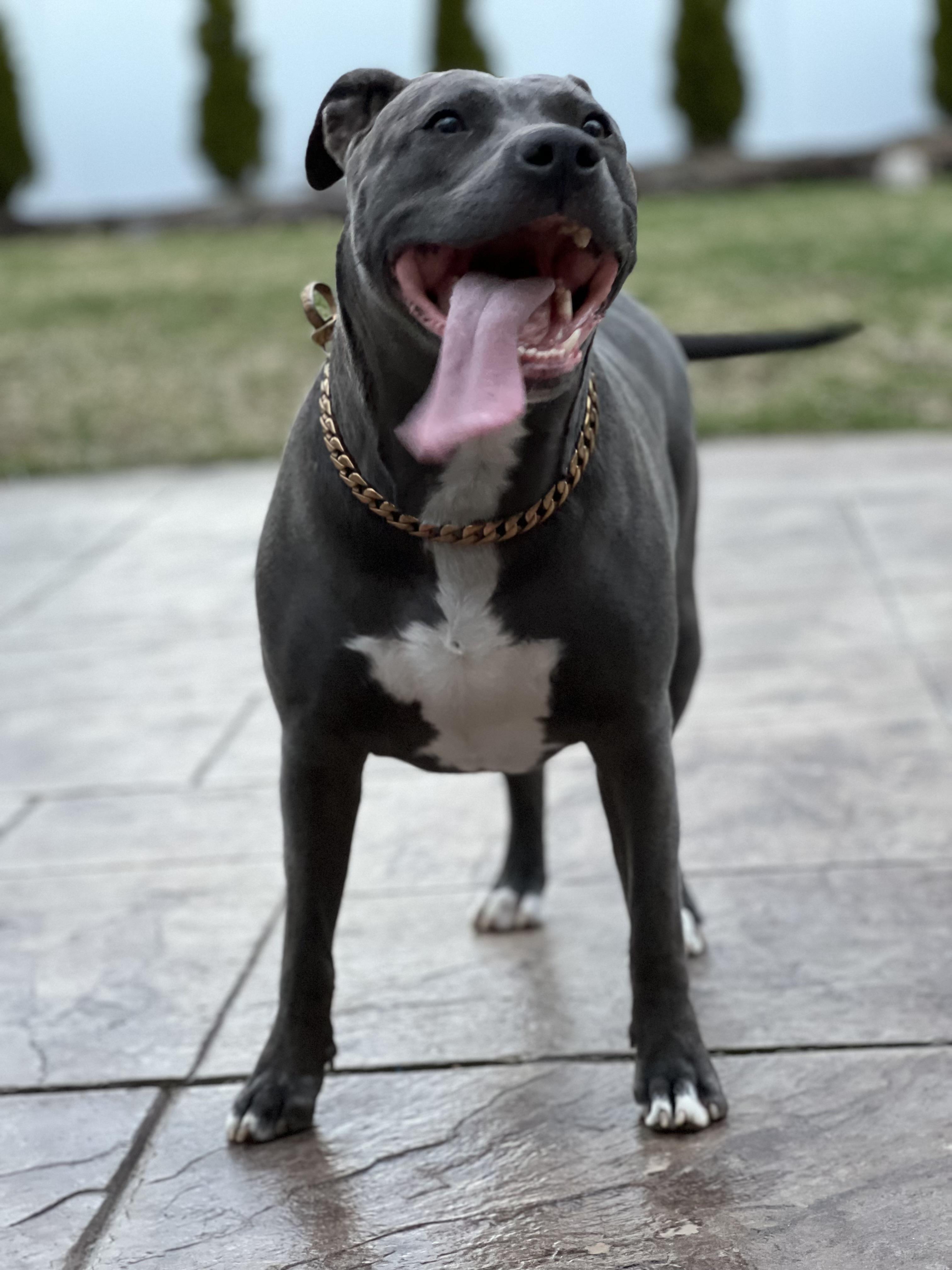 Ruby, Adoptable, Adult Female Pit Bull Terrier.