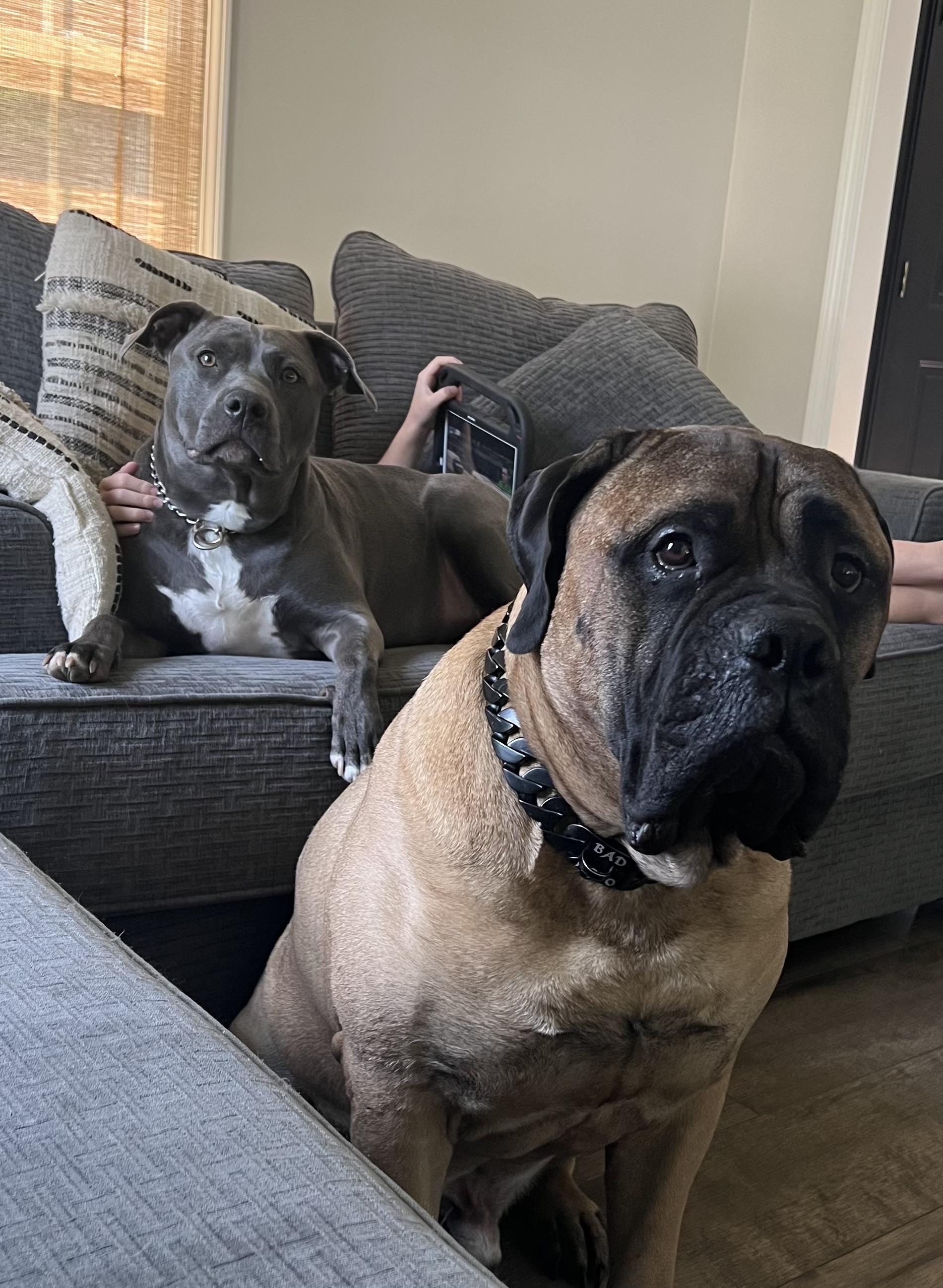 Ruby, a Adoptable mixed breed in Suffield, CT image 3/6