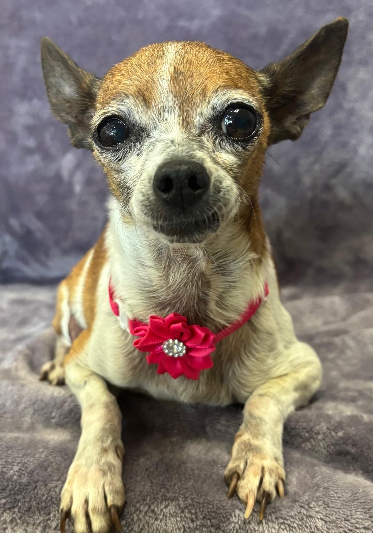 Sweetie, Senior Female unknown