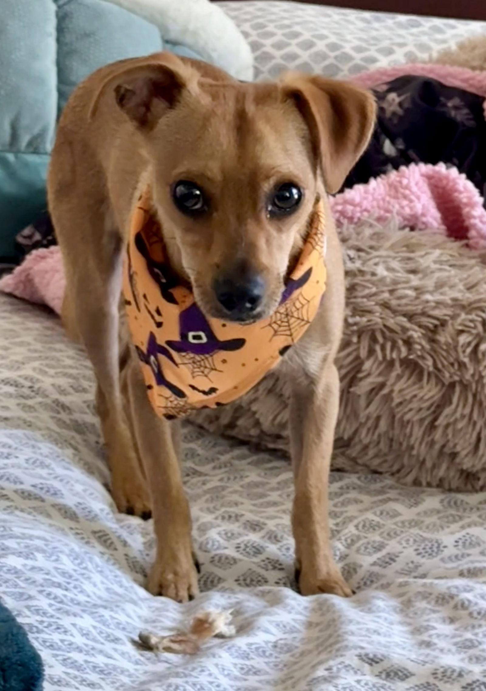 Calvin, Adoptable, Young Male Chihuahua.