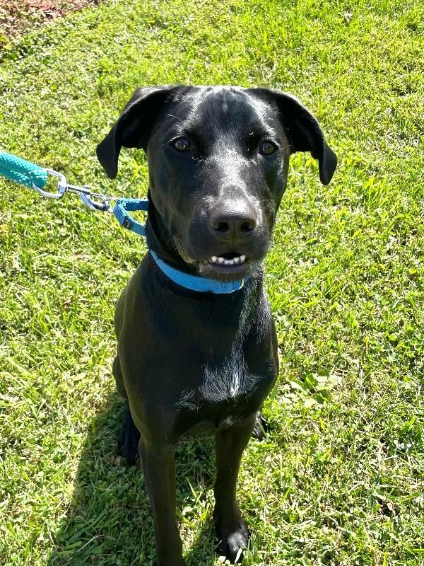 Enlarge Cooper, a Adoptable mixed breed in Berkeley Heights, NJ image 1/6