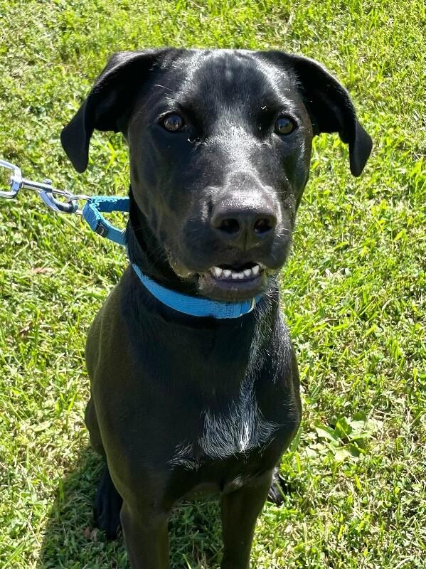 Enlarge Cooper, a Adoptable mixed breed in Berkeley Heights, NJ image 2/6